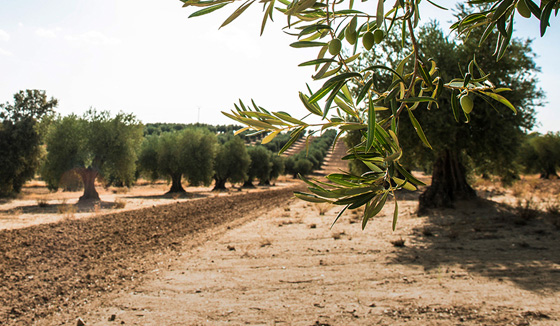 camp d'oliveres